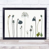 Seed Heads Poppies Flowers Lotus Poppy Flower Seeds Wall Art Print