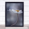 The Beauty Within White Flower Anemone L Textures Painterly Soft Wall Art Print