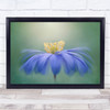 Winter Windflower Anemone Blanda Flower Blue Wall Art Print