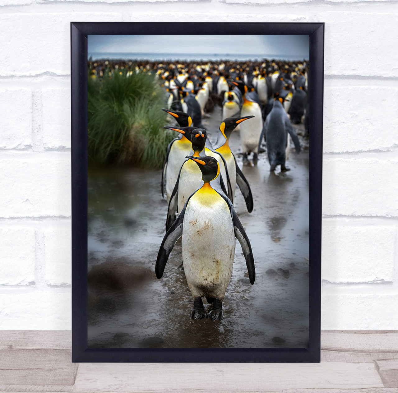 Wildlife Wild Nature Animal Animals Penguin Penguins Group Wall Art Print -  Wild Wall Art