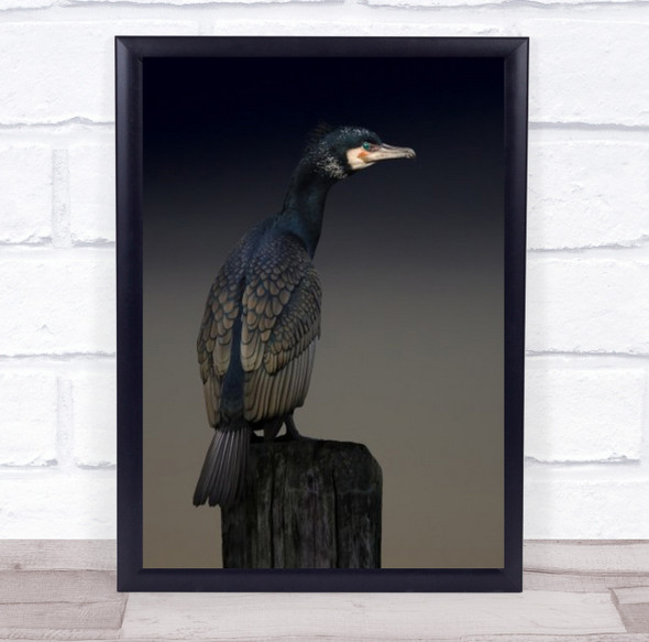 Exotic Bird Palette Cormorant Arctic North Norway Dark Mysterious Wall Art Print