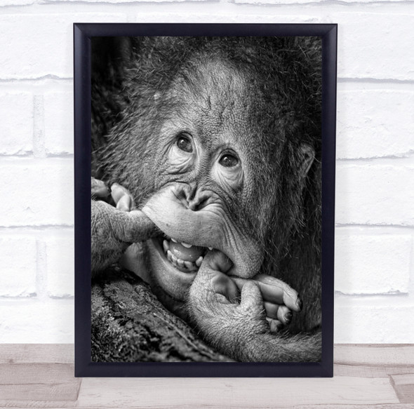 Big Smile Please Ape Monkey B&W Animal Baby Expression Fun Funny Wall Art Print