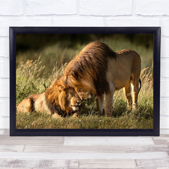 Intimate Mane Wildlife Wild Nature Animal Animals Lion Lions Hug Wall Art Print