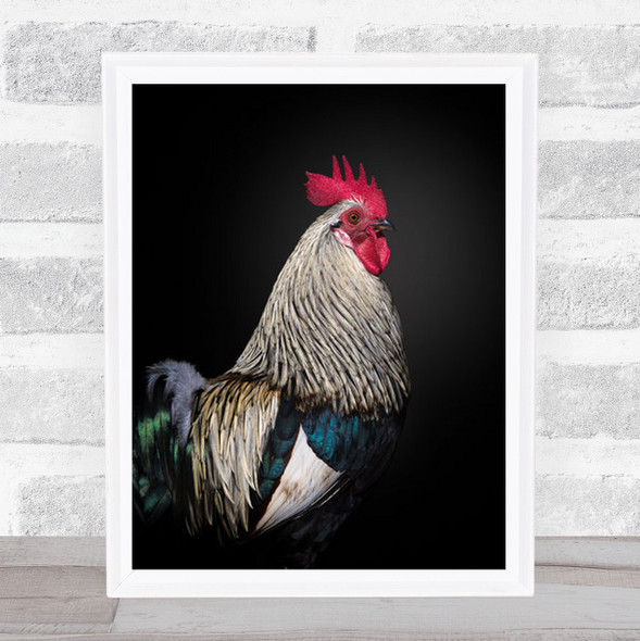 Le Coq Cock Chicken Bird Roaster Red Animal Animals Farm Farming Wall Art Print