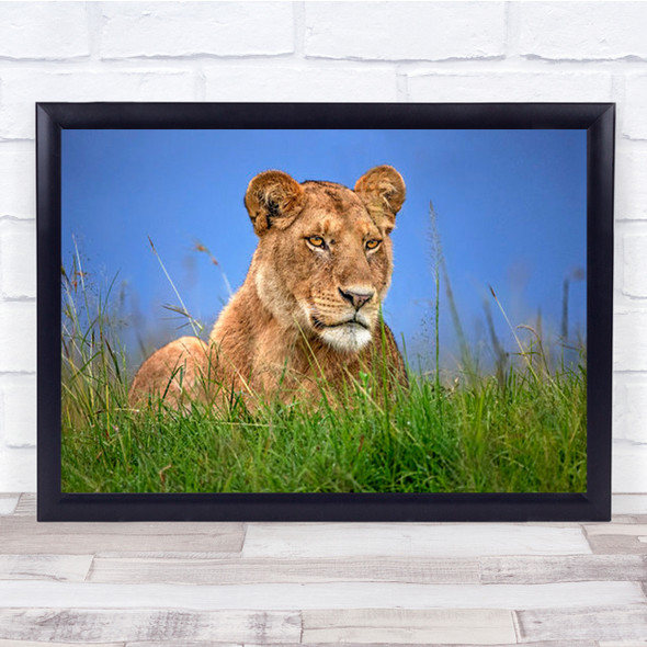 Lioness Close Up Africa Lion Safari Kenya Savannah Wildlife Wild Wall Art Print