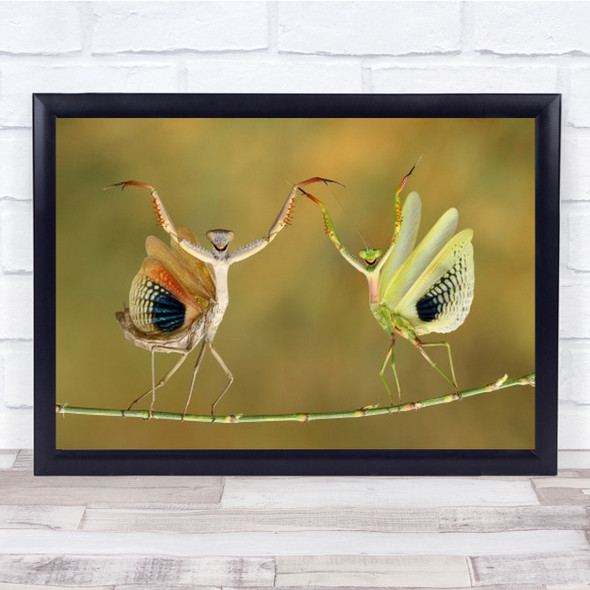 Show Time Mantis Pose Macro Insect Dance Alien Couple Pair Wings Wall Art Print