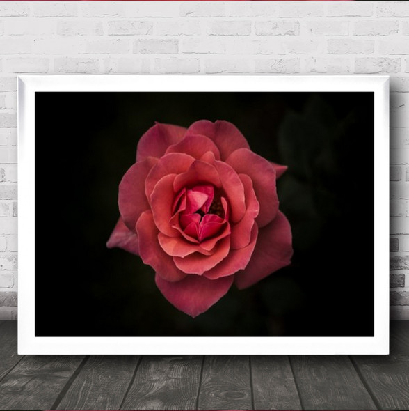 Simplicity Is Beauty Rose Flower Red Black Petals Nature Watford Wall Art Print