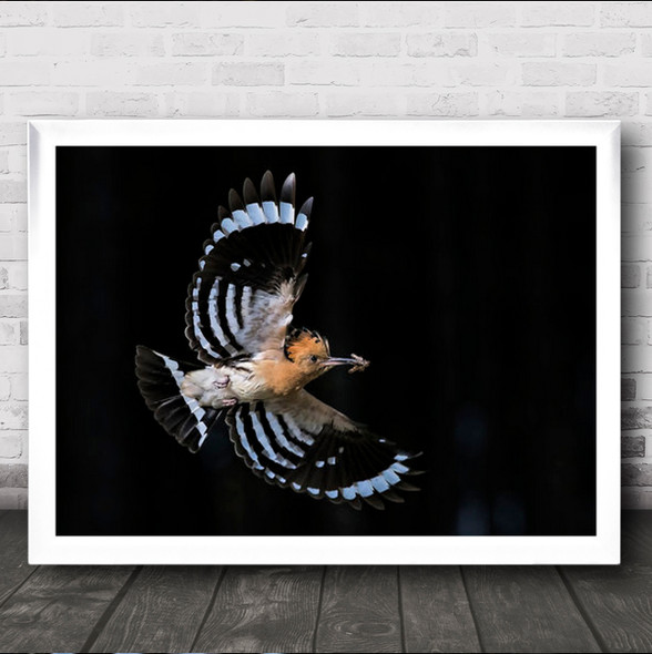 Getting Home To Feed Baby's Hoopoe Catch Insects Birds Wildlife Wall Art Print