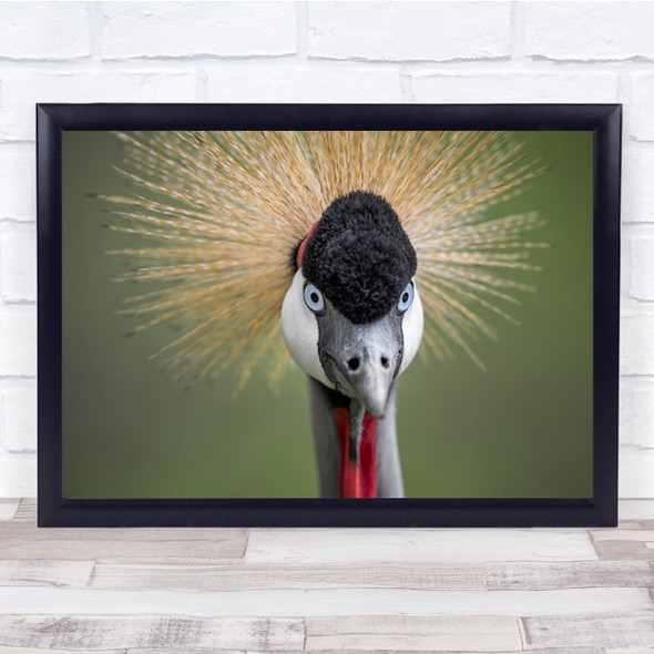 Hello Earthlins Animal Bird Birds Portrait Bokeh Crazy Feathers Wall Art Print