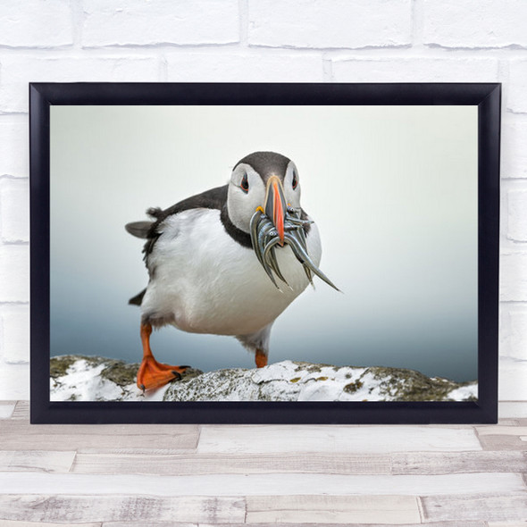 Sushi Love Puffin Animal Bird Sandeel Nature Wildlife Beautiful Wall Art Print