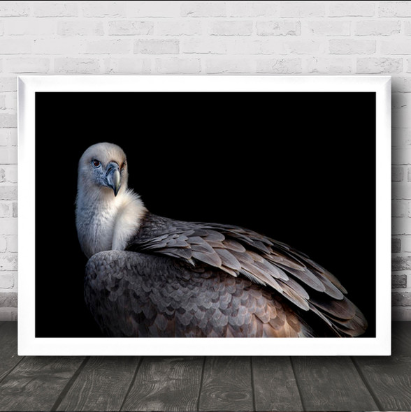 Vulture Animal Animals Feathers Bird Birds Dark Low Key Low-Key Wall Art Print