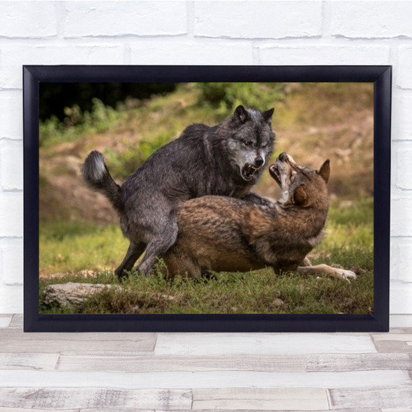 I Am The Boss Wolf Fight Leader Pack Mergentheim Wolves Animal Wall Art Print