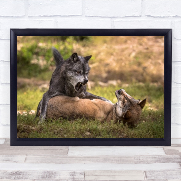 Listen Animals Wildlife Wolf Wolves Fighting Wild Animal Teeth Wall Art Print