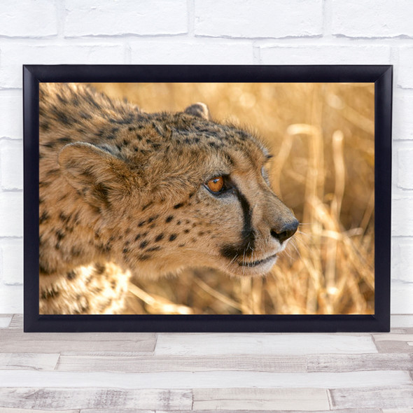Max Attention Cheetah Close-Up Animal Animals Bokeh Eye Feline Wall Art Print