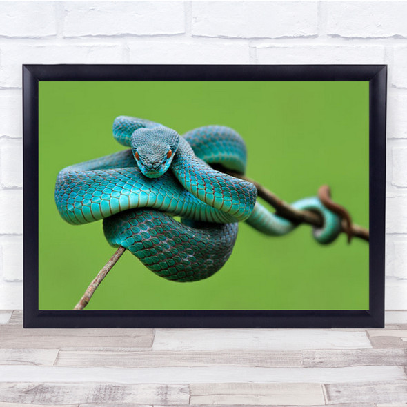 Monitoring Animal Animals Green Snake Snakes Branch Twig Bokeh Wall Art Print