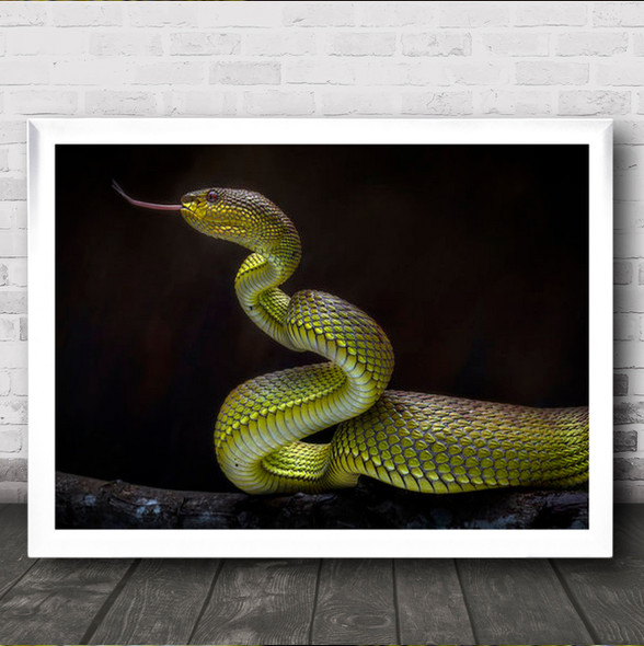 Scary Green Viper Snake Snakes Reptile Reptiles Scales Serpent Wall Art Print