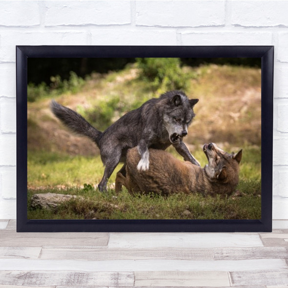 Don't Mess With Me Wolf Fight Pack Ranking Leader Mergentheim Wall Art Print