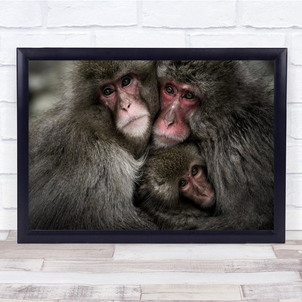 Gaze Monkey Monkeys Ape Apes Cute Furry Animal Animals Family Wall Art Print