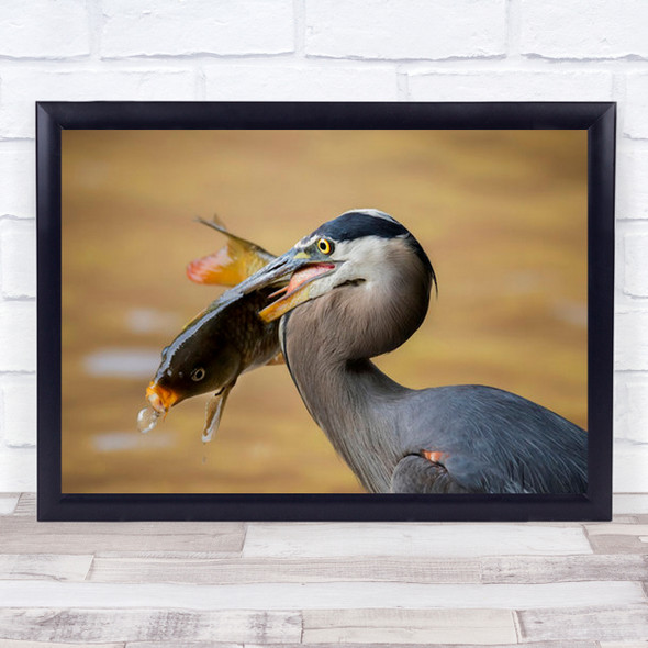 Animals Wildlife Wild Nature Photography Bird Pray Fish Gray Wall Art Print