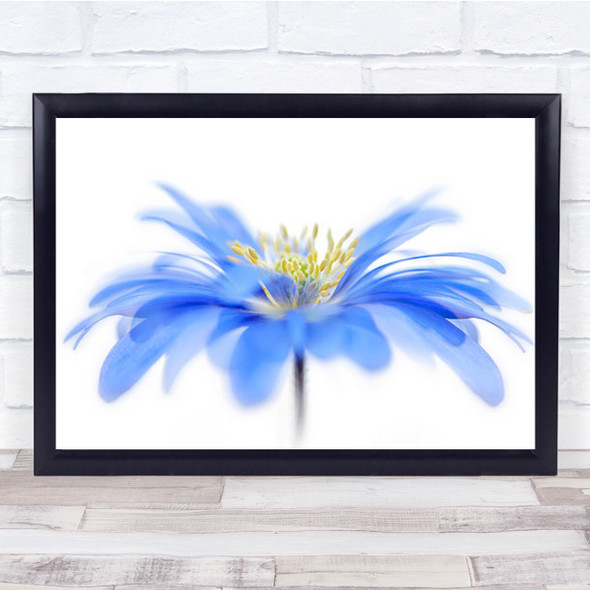 Floral Fountain Anemone Blanda Windflower Flower Blue Spring Wall Art Print