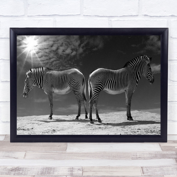In The Spotlight Zebra Zebras Animals Sun Stripes Animal B&W Wall Art Print