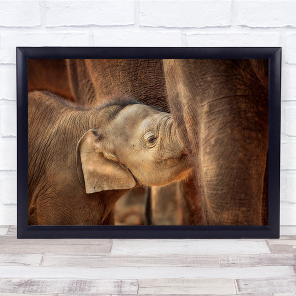 Safe A Well Cared Elephant Elephants Animal Animals Cute Cub Wall Art Print