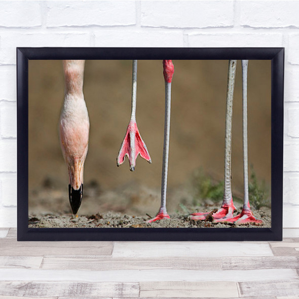 Whose Legs Animal Animals Bird Birds Flamingo Flamingos Step Wall Art Print
