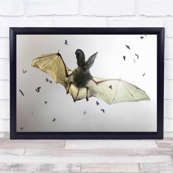 Bat Moths Animal Flying Wings Transparent Translucent Spain Wall Art Print