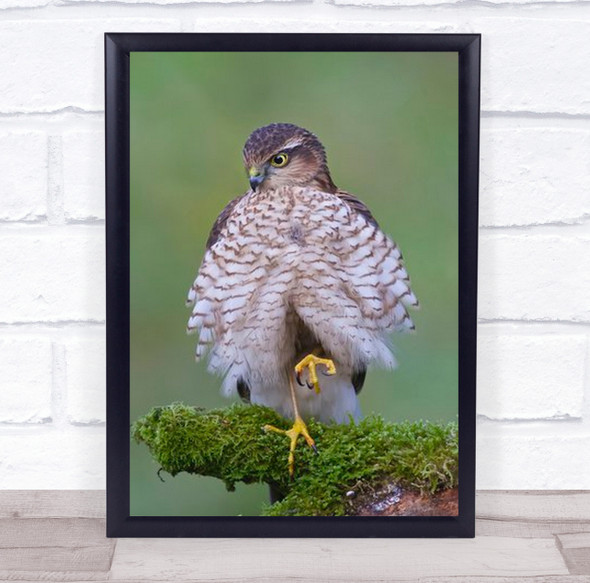 Relaxed Hawk Sparrowhawk Birds Scotland Bird Predator Bokeh Wall Art Print