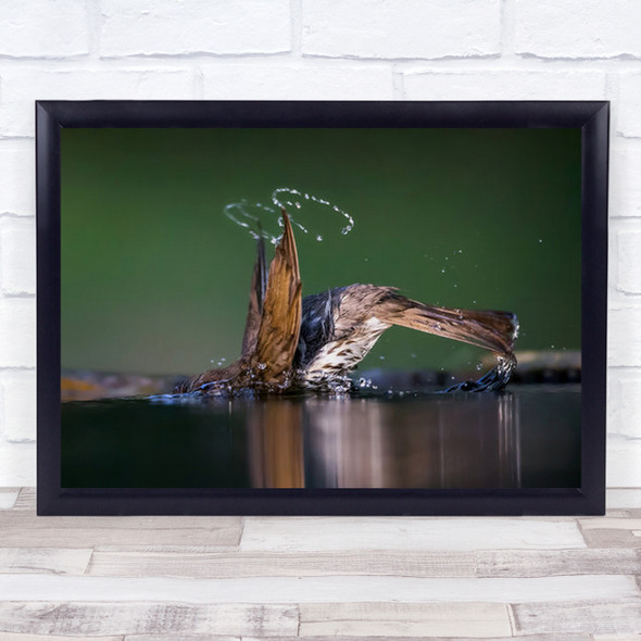 Show Off Bird Drinking Pond Hungary Bath Splash Dive Diving Wall Art Print