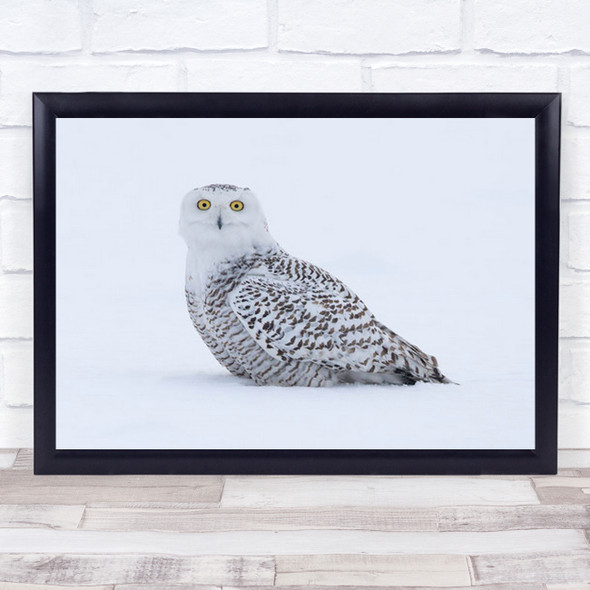 What Snowy Owl Bird Winter Snow White Lovely Beautiful Cold Wall Art Print
