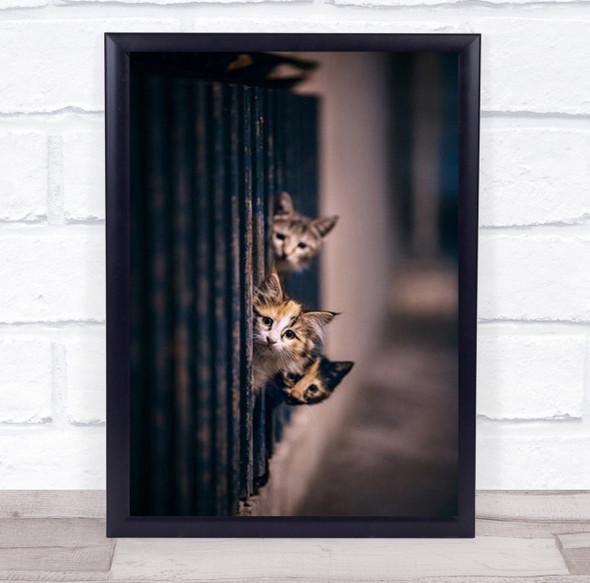 Did Some One Meow Cat Street Sidewalk Animals Night Window Wall Art Print