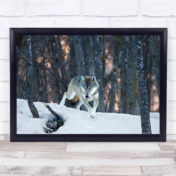 Italian Wolf Mammal Fauna Predator Winter Snow Cold Forest Wall Art Print