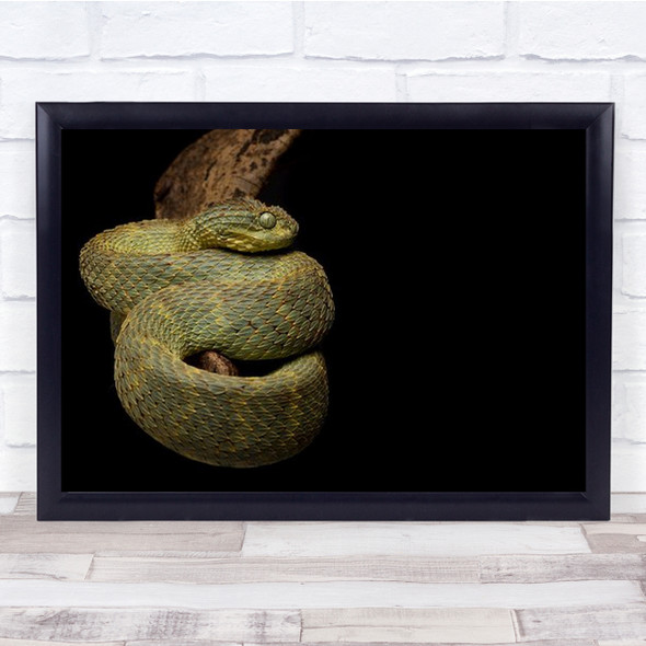 Atheris Squamigera Thick Green Snake Coiled Around Branch Wall Art Print