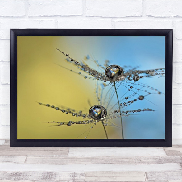 Duo Tone Macro Art Seed Downy Tuft Dandelion Feather Feathers Wall Print