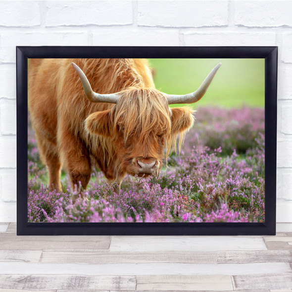 Highland In Heather Cow Cattle Bull Animal Lavender Field Wall Art Print