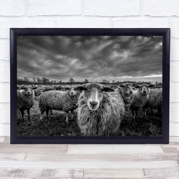 Only Sheep Animal Animals Cattle Livestock Farmhouse Farm Wall Art Print