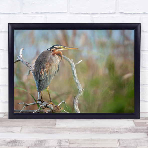 Purple Heron Animals Wild Wildlife Nature Bird Haron Beak Wall Art Print