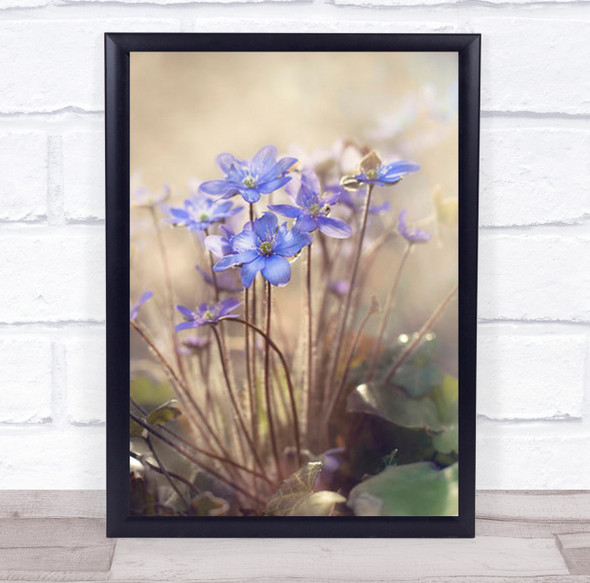Spring Summer Flora Flower Soft Blue Bokeh Fragile Gentle Wall Art Print