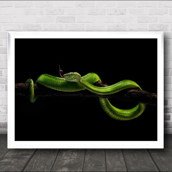 Viper One Snake Green Dark Low Key Low-Key Animal Animals Wall Art Print