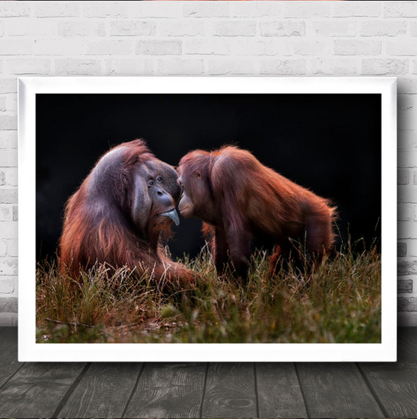 Apes For Mates Orangutang Orangutangs Animal Animals Ape Wall Art Print