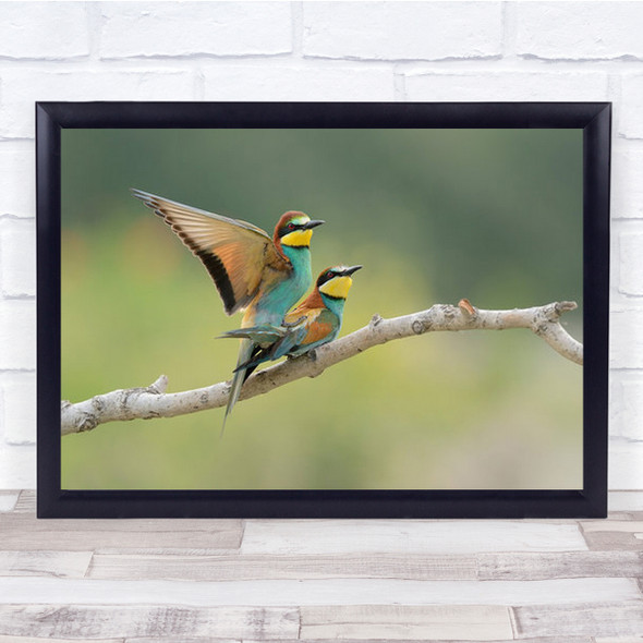 Love Is In The Air Bee-Eaters Poaorba-River Italy Mating Wall Art Print