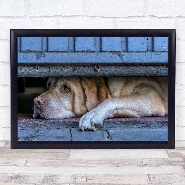 Street Watcher Animals Belgium Be Dog Animal Sad Resting Wall Art Print