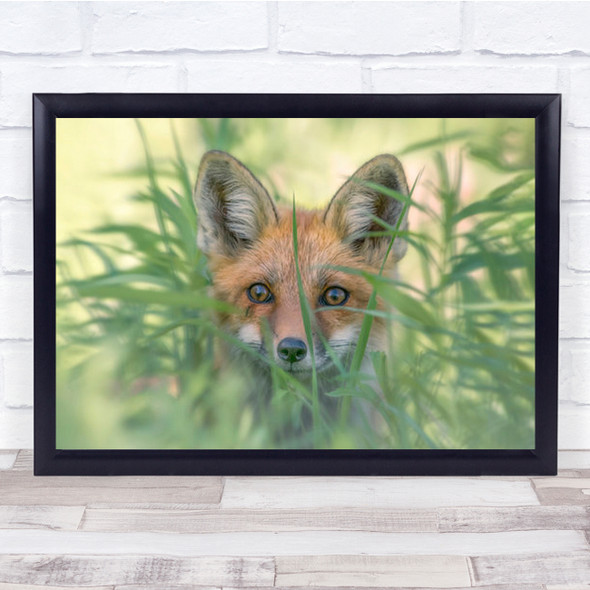 Hello Fox Cute Hide Hiding Red Cub Grass Animal Animals Wall Art Print