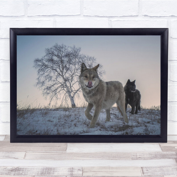 Two Snow Wolves Wolf Animal Animals Tongue Lick Licking Wall Art Print