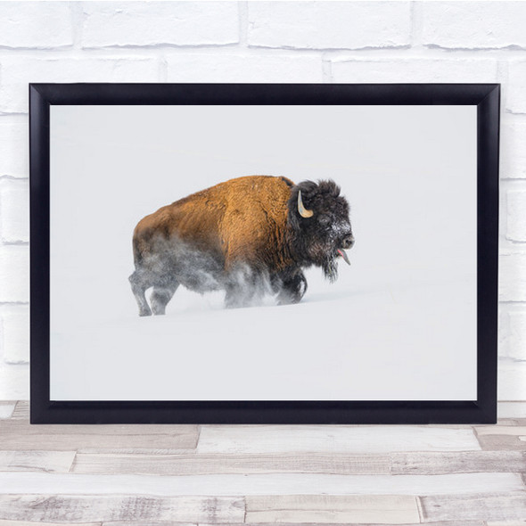 Bison In The Snow Bisons Buffalo Buffalos Tired Tongue Wall Art Print