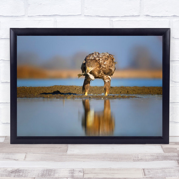 Dinner Time Bird White-tailed Eagle Crouch Reflection Wall Art Print