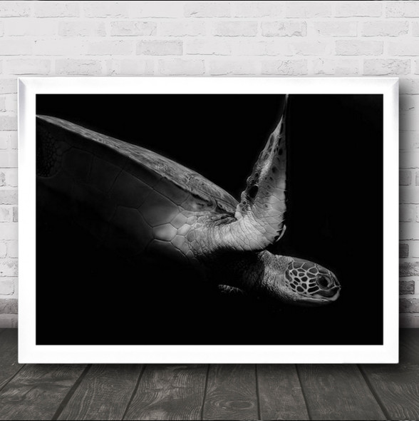 Portrait Of A Sea Turtle In Black And White Ii Animal Wall Art Print