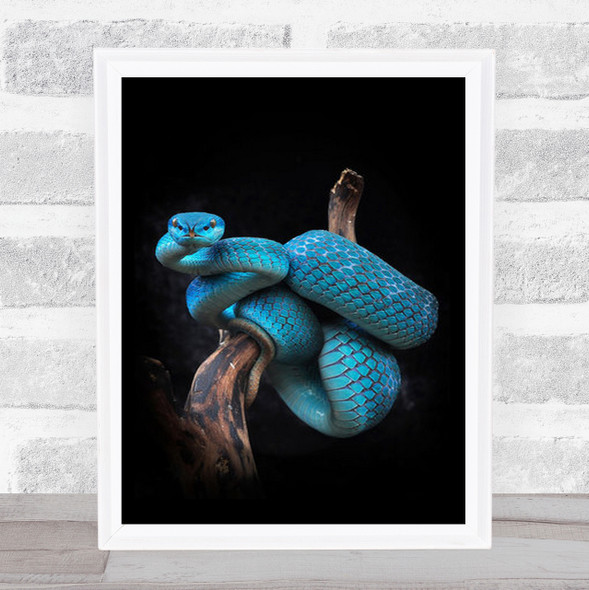 Trimeresurus Bright Blue Snaked Wrapped Around Branch Wall Art Print