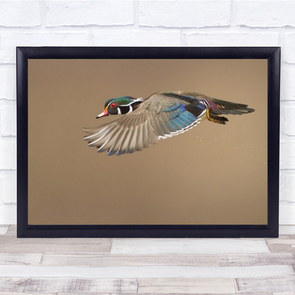 Wood Duck Bird Flight Fly Flying Wildlife Wild Animal Wall Art Print